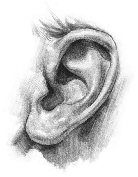 Discover the beauty of ear drawing with these expert tips and ...