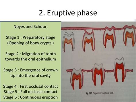 Tooth eruption and shedding - complete package