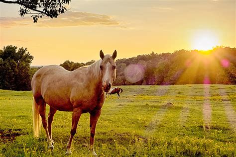 Beautiful Horse On The Pasture At Sunset In South Carolina Moun ...