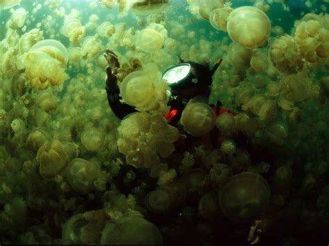 OCÉANOS DE COUSTEAU | MI SIGLO