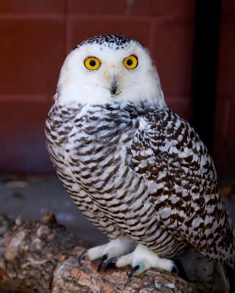 Snowy Owl - Connecticut's Beardsley Zoo