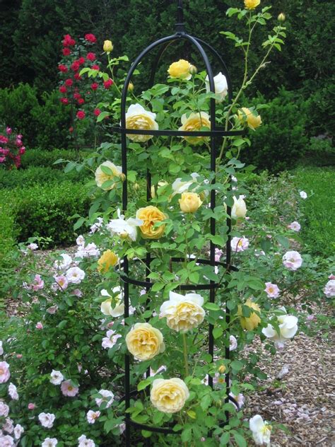 Garden Obelisk Trellis - Ideas on Foter