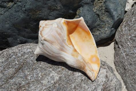 Lightning Whelk Polished - Buy Shells Online - Shell Paradise