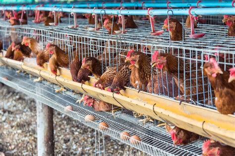 Strategies for Maximizing Egg Production in Your Chicken Farm: Tried and Tested Strategies