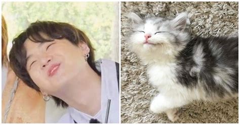 Here Are 20+ Adorable Pictures Of BTS's Suga As Iconic Cat Memes - Koreaboo