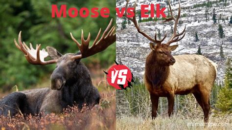 Moose vs Elk - What is the difference? - Animal Hype