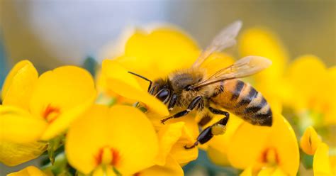 Honeybees are in trouble. Here's how you can help