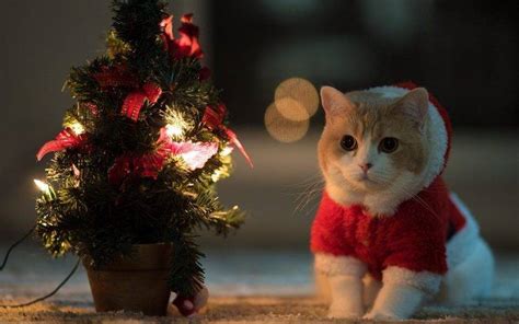 cat, Animals, Christmas Tree, Santa Costume Wallpapers HD / Desktop and ...