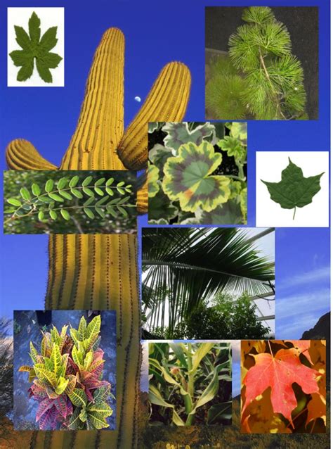 File:Leaf diversity.jpg - Wikimedia Commons