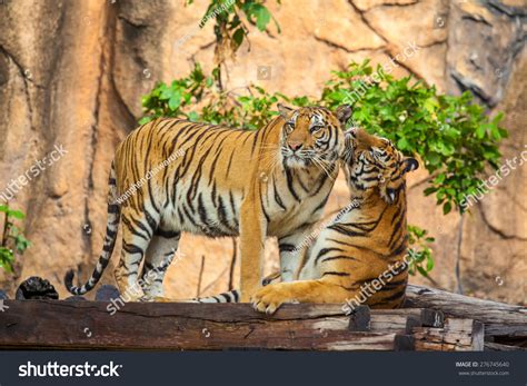 Tiger Expressive Behavior Towards Each Other Stock Photo 276745640 ...