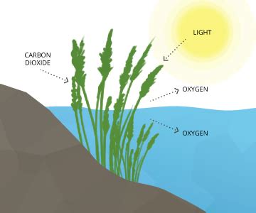 FishSens Magazine | The Daily Dissolved Oxygen Cycle, Explained ...