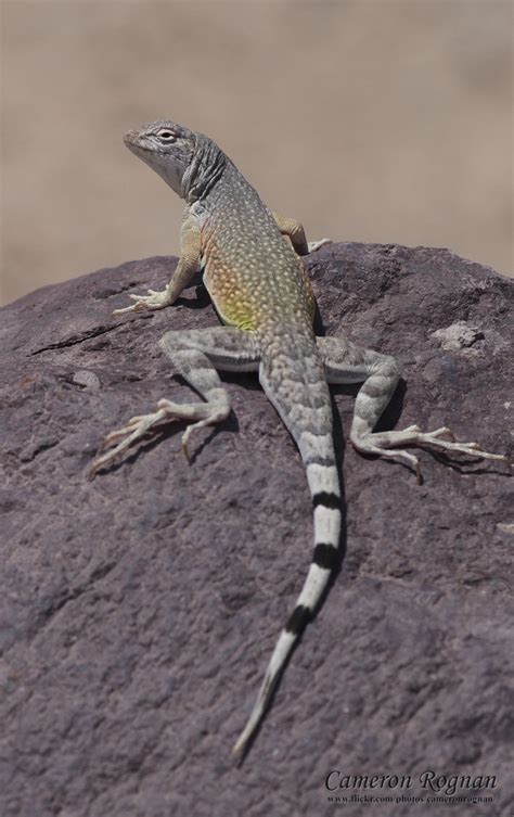 Red Cliffs Desert Reserve » Zebra-tailed Lizard(Callisaurus draconoides)