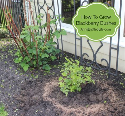 How To Grow Blackberry Bushes