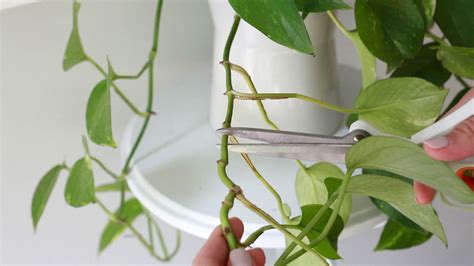 Pothos Growing Small Leaves - Pothos Plant