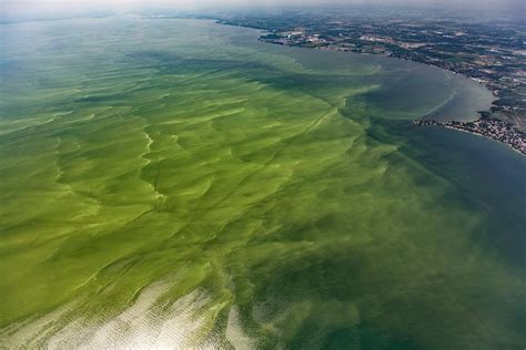 Be Careful: Harmful Algal Bloom Advisory in Some UP Lakes