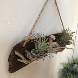 Driftwood Air Plant Wall Art Holder Twisty Branch Abalone - Etsy
