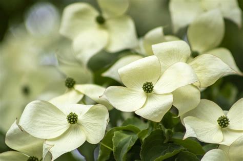 North Carolina State Flower: Dogwood - North Carolina History