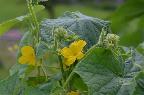 Cucumber Leaves & Keeping Them Happy and Healthy