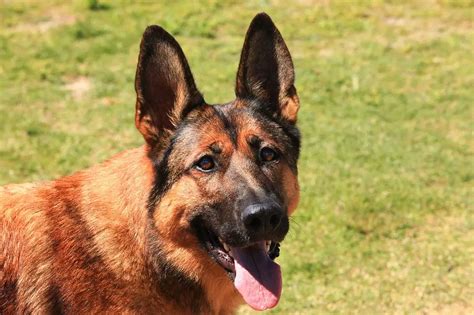 German Shepherd Belgian Malinois Mix | Shop for your Cause