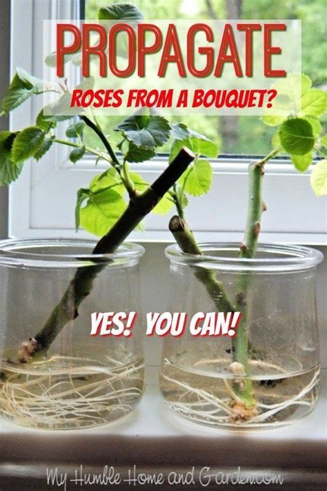 Can You Root Cuttings In Water