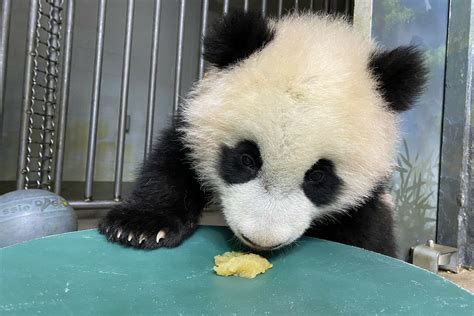 National Zoo’s panda cub celebrates half-birthday with applesauce ...