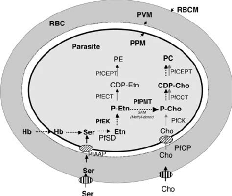 Pathways for the biosynthesis of phosphatidylcholine in P. falciparum.... | Download Scientific ...