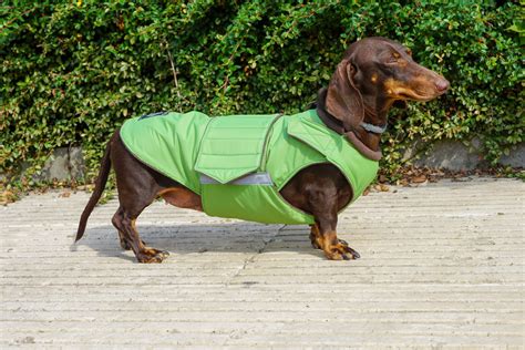Dachshund Winter Dog Coat with underbelly protection Custom | Etsy | Dog coats, Dog winter coat ...
