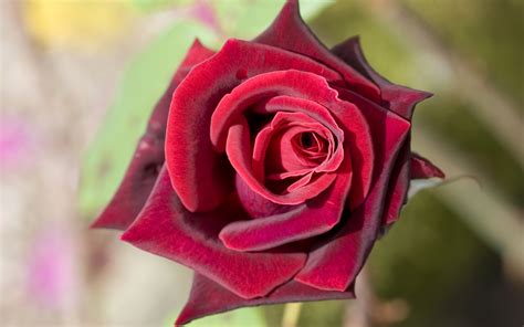 Deep Red Rose - Wallpaper, High Definition, High Quality, Widescreen