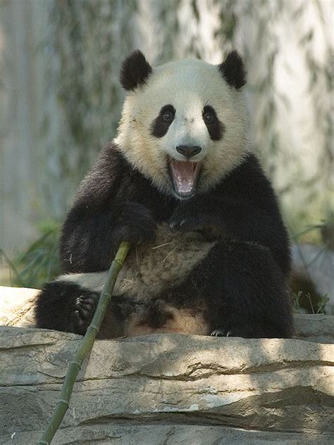Tai Shan (photo by pixelmasseuse) I saw this panda in the zoo when tai ...