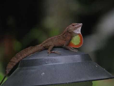 10 Fascinating Anoles You May Have Never Seen Before!