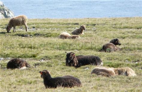 Soay: Colour and Coat Pattern in Soay Sheep