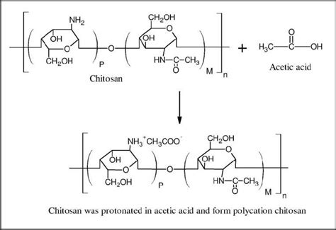 Schematic reaction between chitosan and acetic acid. | Download ...