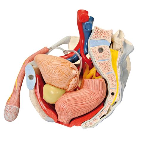 3B Scientific H21/3 Male Pelvis with Organs