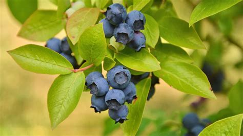 How to Make Blueberry Bushes to Produce Faster: Guide 2022