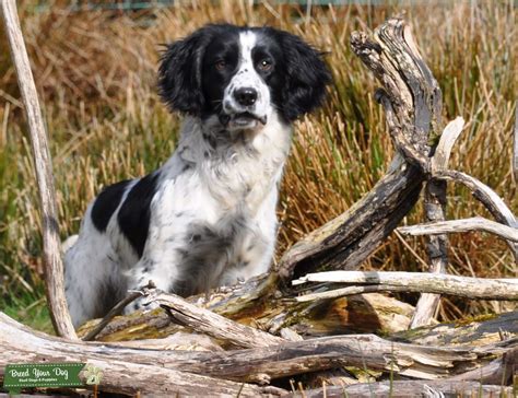 Black and White Brittany Spaniel - Profile | Care | Traits | Food - Dog Dwell