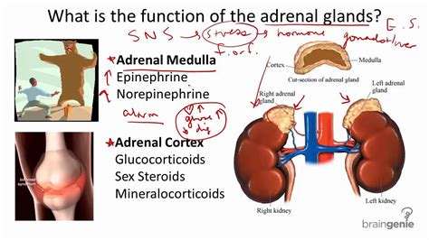 8.2.5 Adrenal Glands - Structure and Function - YouTube