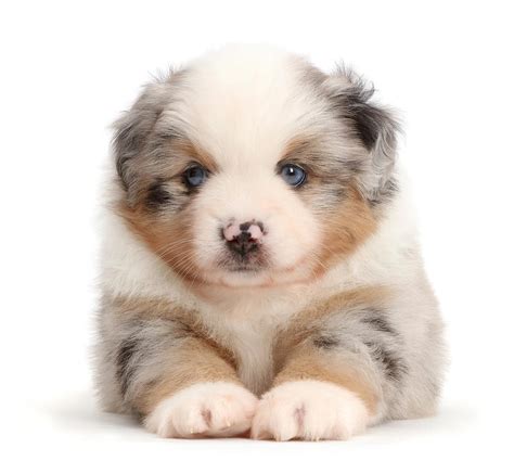 Mini American Shepherd Puppy Photograph by Mark Taylor - Fine Art America