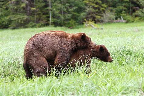 WAT-14587 Grizzly Bear pair mating (Print #1837585) Framed. Cards