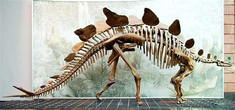 Stegosaurus | Habitat + Appearance + Diet | - Science4Fun