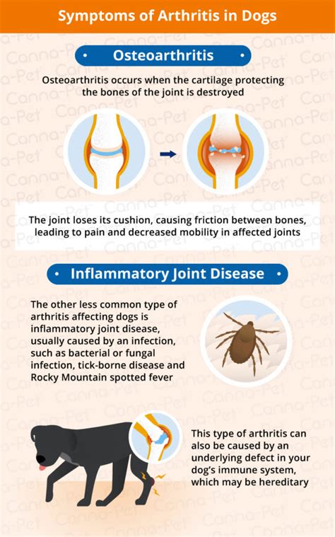 Dog Arthritis Symptoms & Natural Remedies | Canna-Pet®