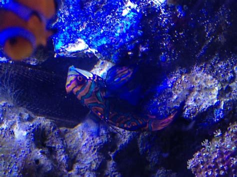 Mandarin Dragonet - General Discussion - Nano-Reef Community