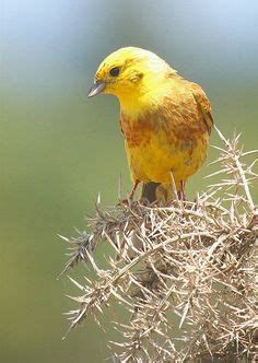 12 Alabama State Bird ideas | state birds, bird, alabama state