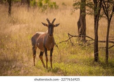 1,706 Topi Antelope Images, Stock Photos & Vectors | Shutterstock