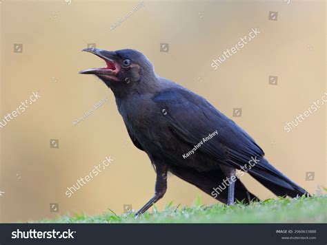 1,883 Crow cawing 库存照片、图片和摄影作品 | Shutterstock