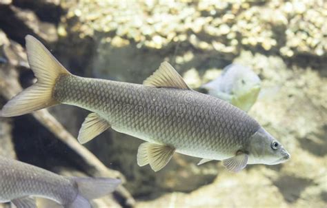 Common Barbel, Barbus Barbus, is a Species of Freshwater Fish Stock Photo - Image of barbus ...