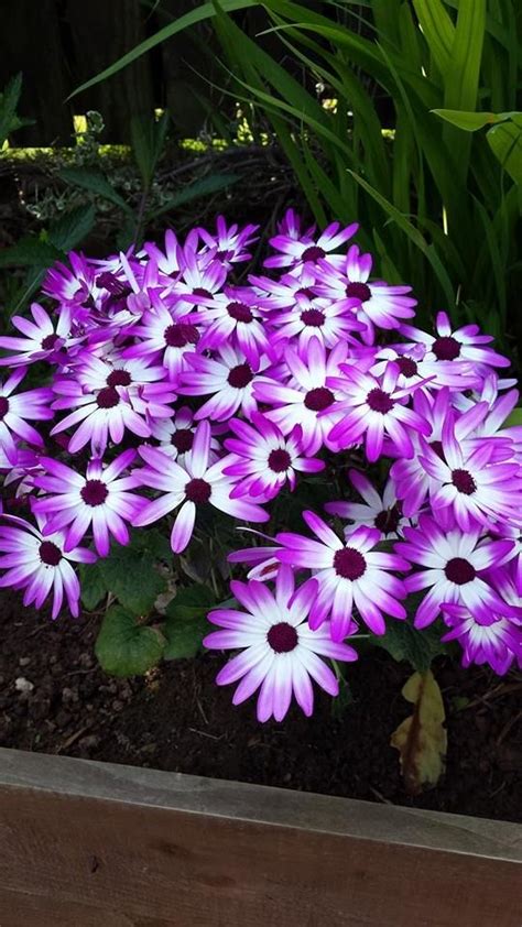 African Daisy in Witchy Garden