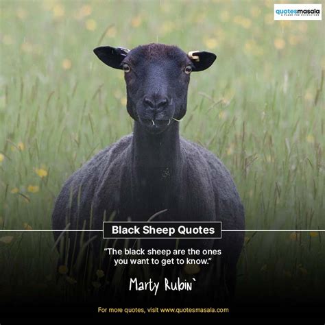 Ultimate 90+ Black Sheep Quotes | Quotesmasala