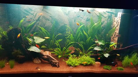 Best 55 Gallon Aquariums and Fish Tanks 🥇 MyAquarium