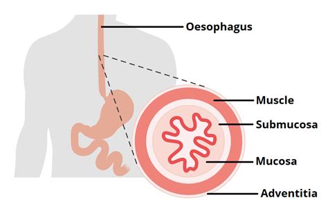 Oesophagus Diagram