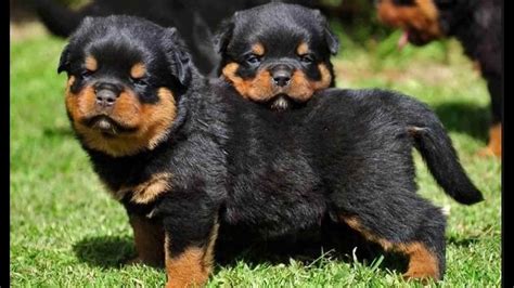 Cutest Rottweiler Puppies